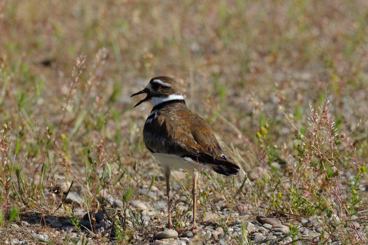 Killdeer - Klaus Bielefeldt