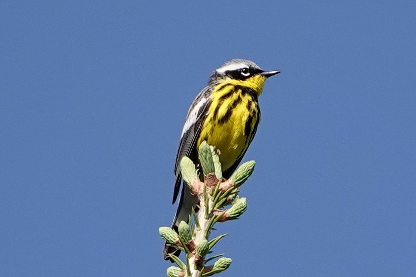 Magnolia Warbler - ML619319832