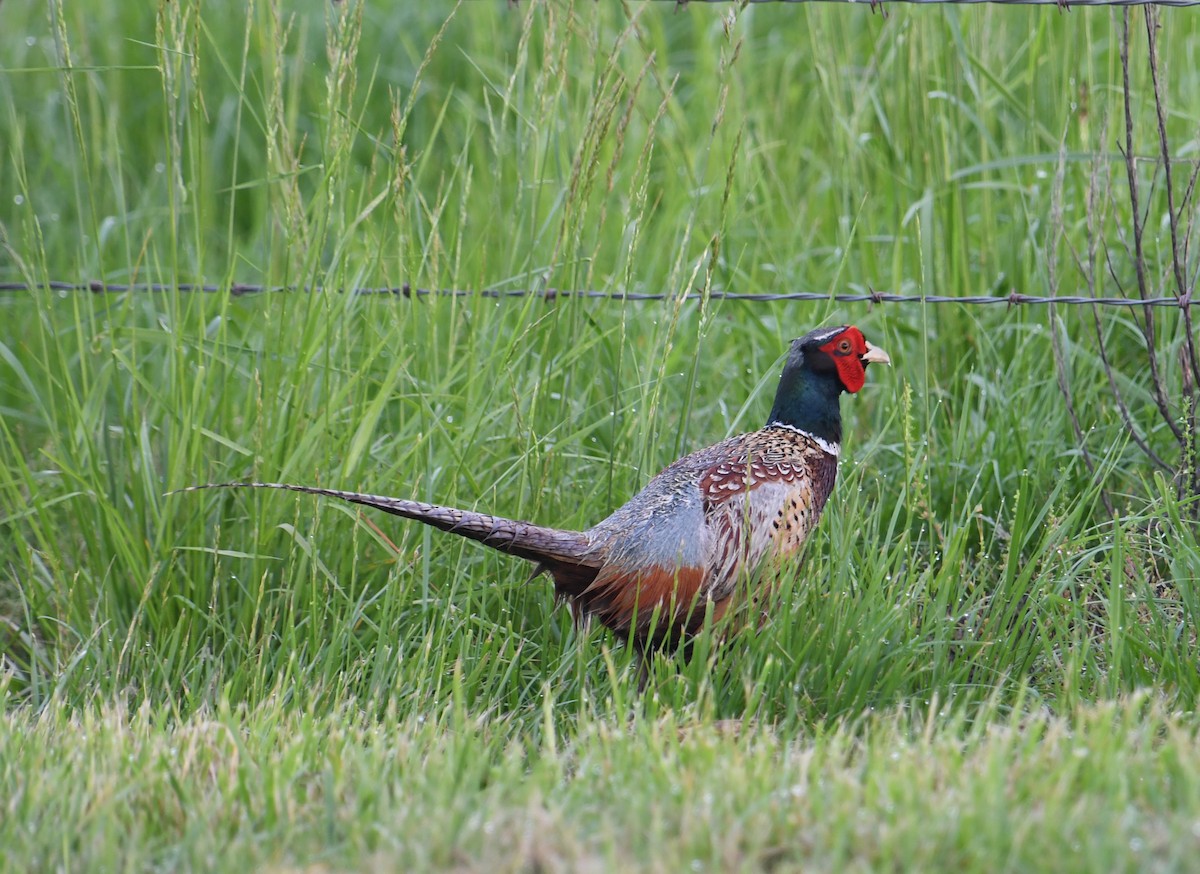 Ring-necked Pheasant - ML619319834