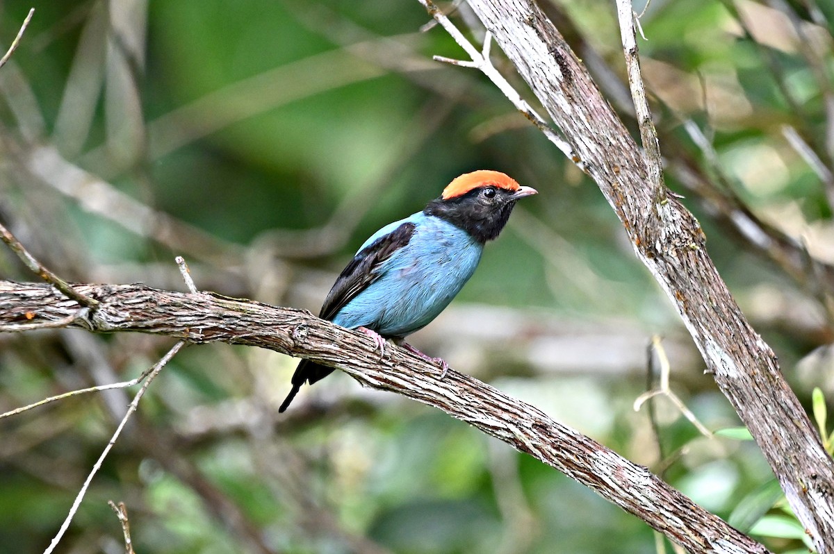 Swallow-tailed Manakin - Paulo Sergio  Goncalves da Costa