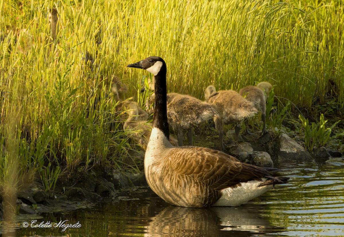 Canada Goose - ML619319873