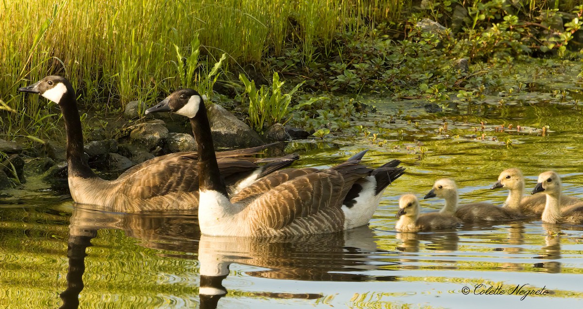 Canada Goose - Colette Vranicar