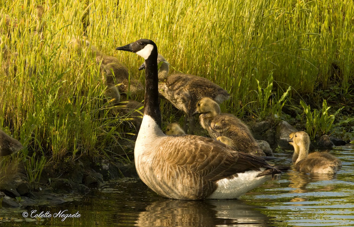 Canada Goose - Colette Vranicar