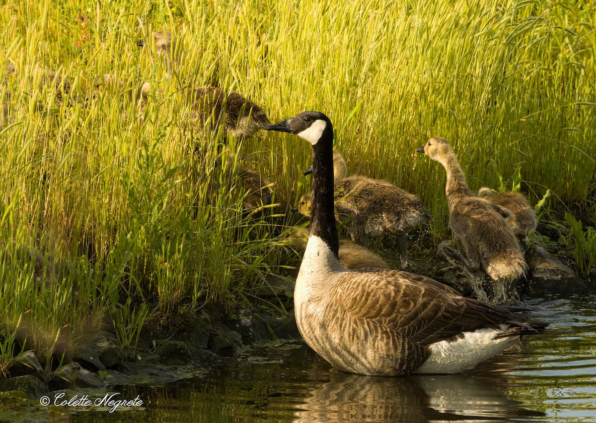 Canada Goose - ML619319878