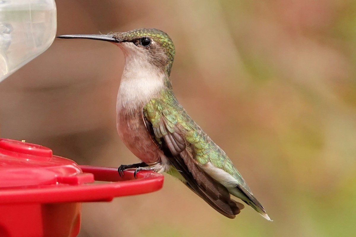 Ruby-throated Hummingbird - Peggy Olah