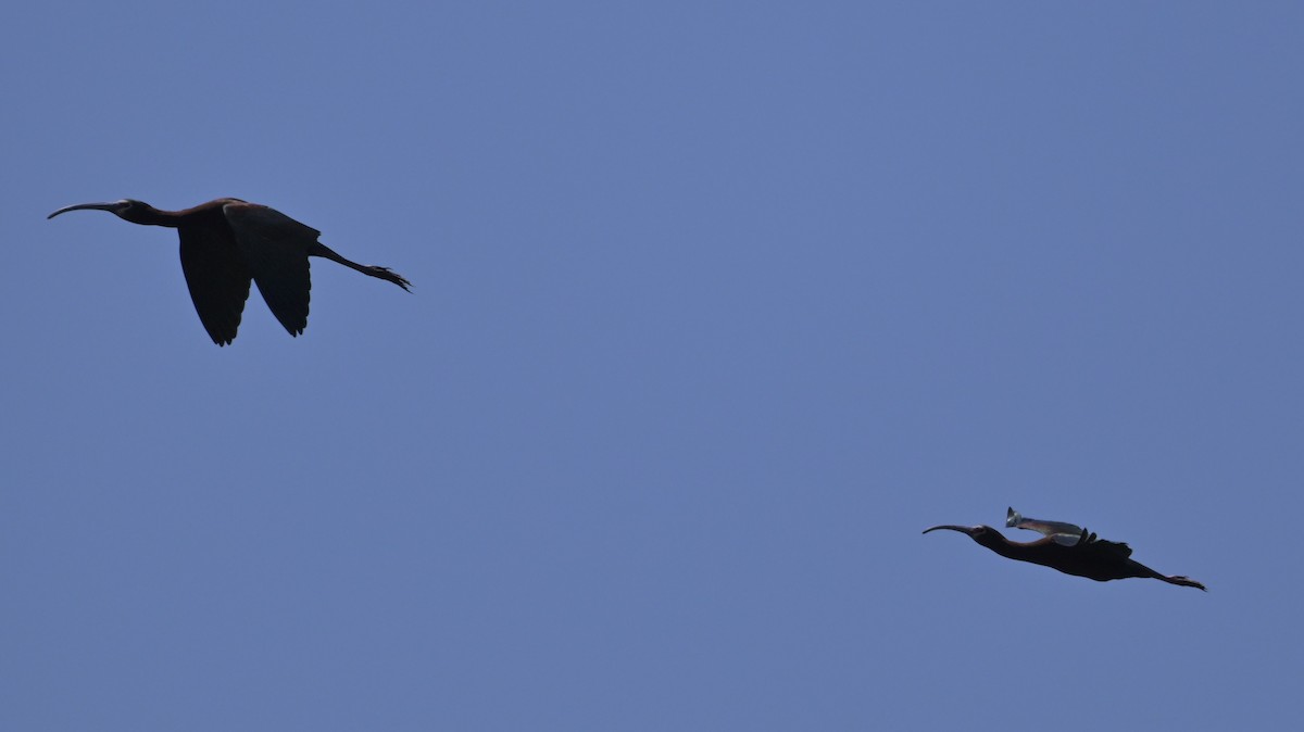 ibis americký - ML619319890