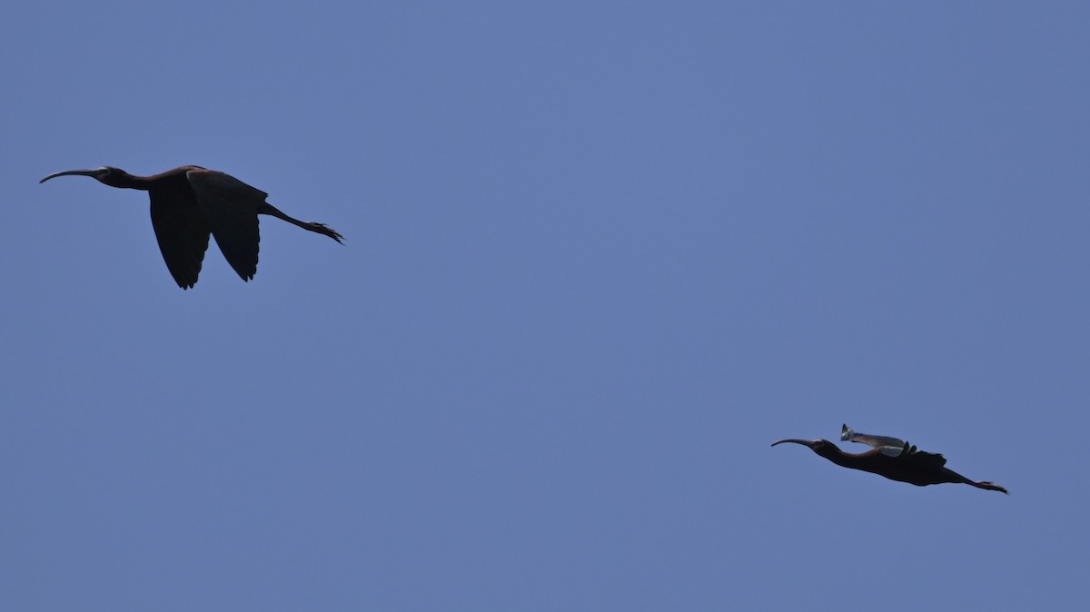 White-faced Ibis - ML619319890