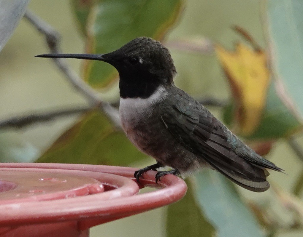Black-chinned Hummingbird - Judith White