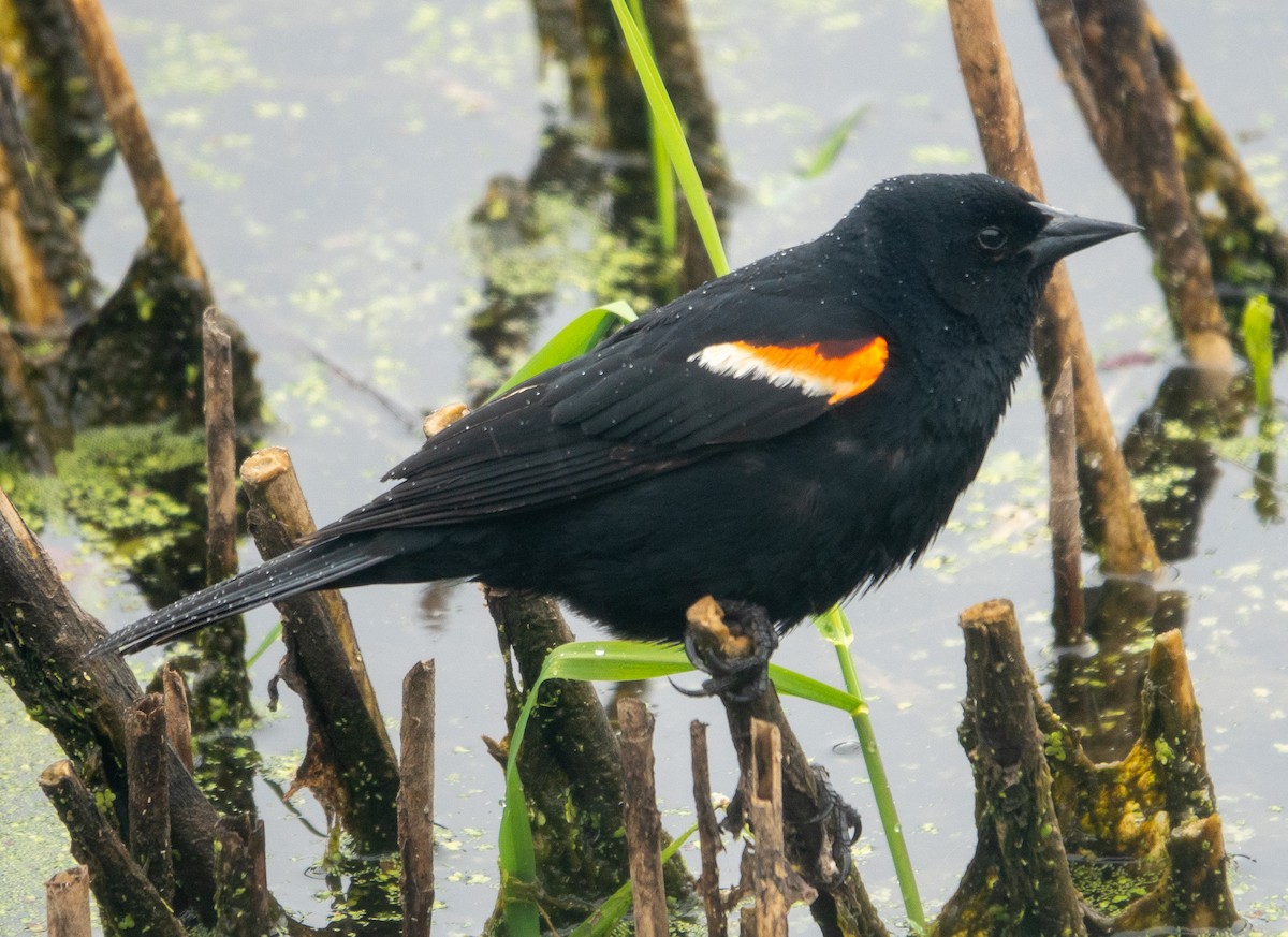Red-winged Blackbird - Paul  McPartland