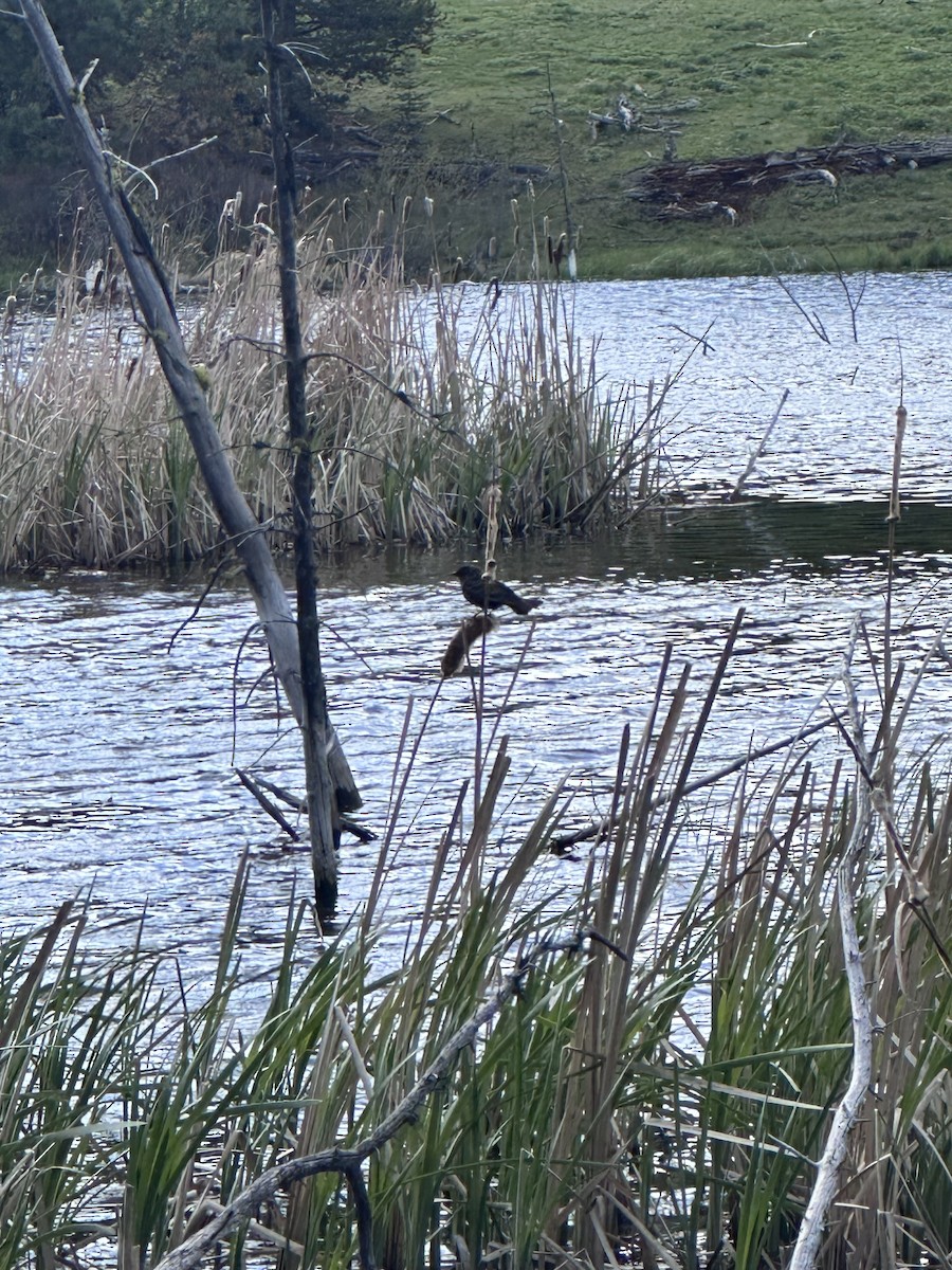 Red-winged Blackbird - Troy Davis