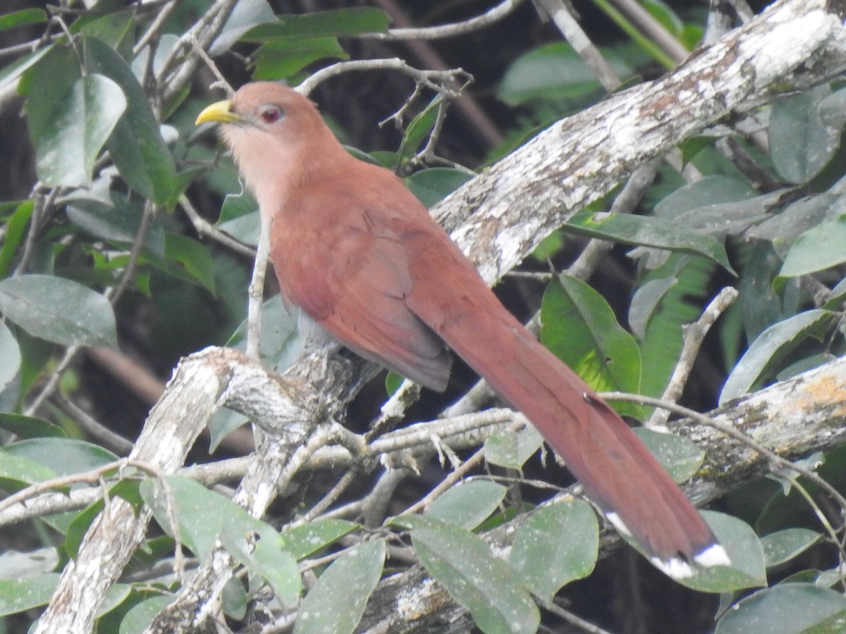 Squirrel Cuckoo - ML619319927