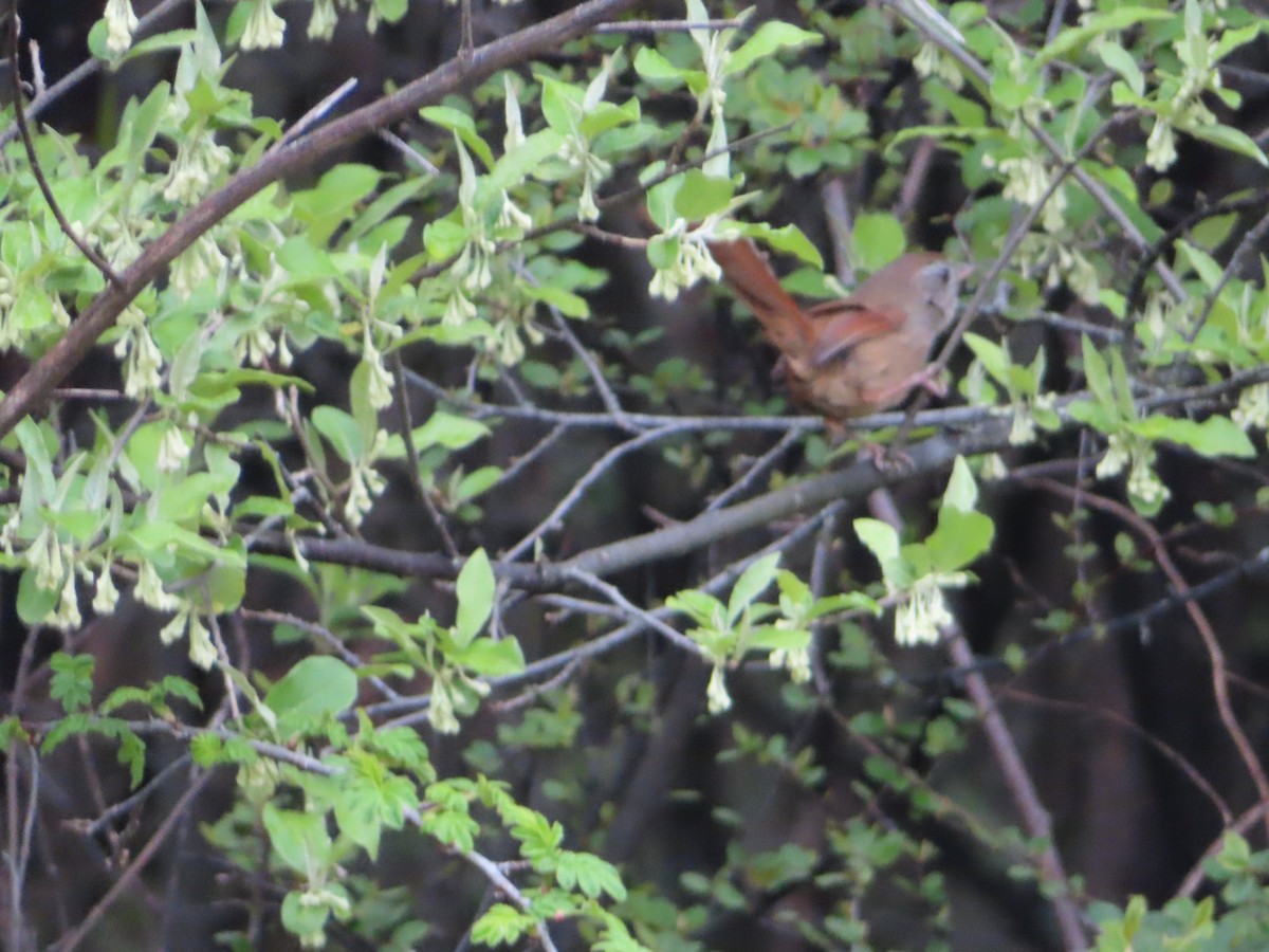 Rufous-capped Babbler - Rudolf Koes