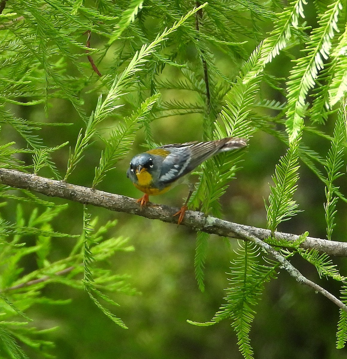 Northern Parula - Jay Huner