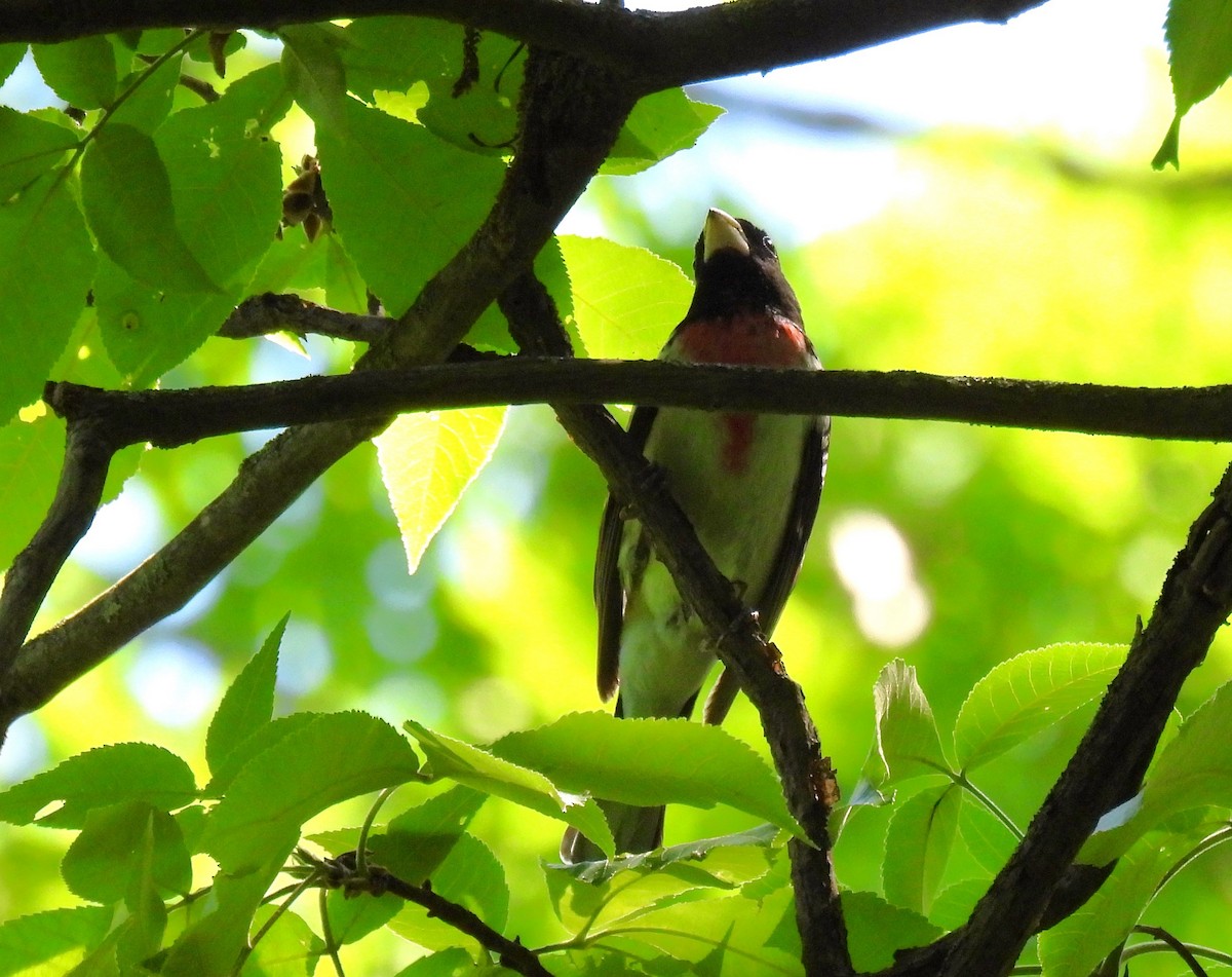 Cardinal à poitrine rose - ML619319949