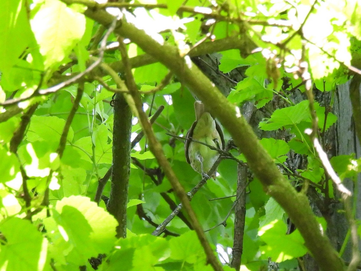 Rose-breasted Grosbeak - ML619319950