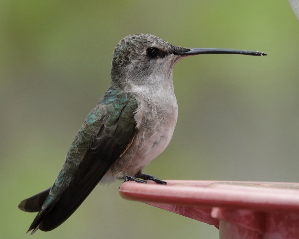 Black-chinned Hummingbird - Judith White