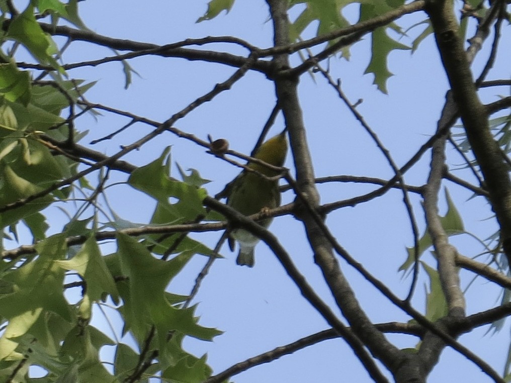 Blackburnian Warbler - ML619319960