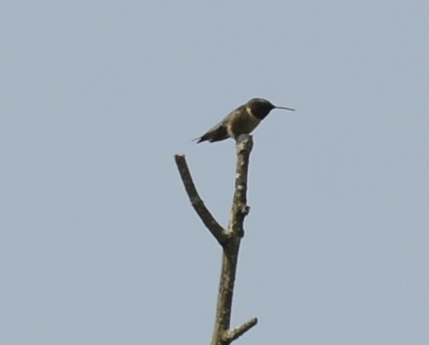 Ruby-throated Hummingbird - Spencer Vanderhoof