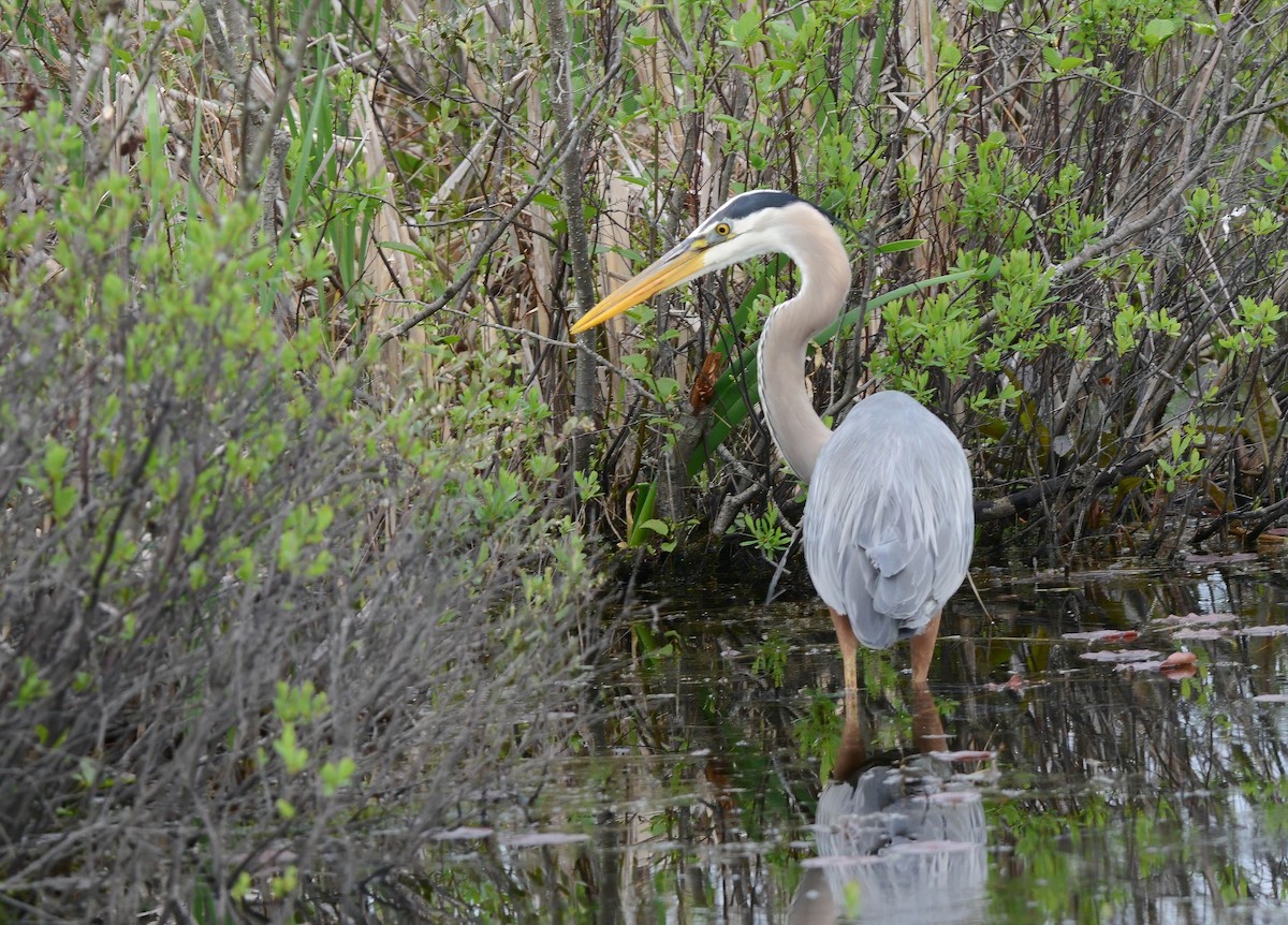 Great Blue Heron - Daniel Thibault