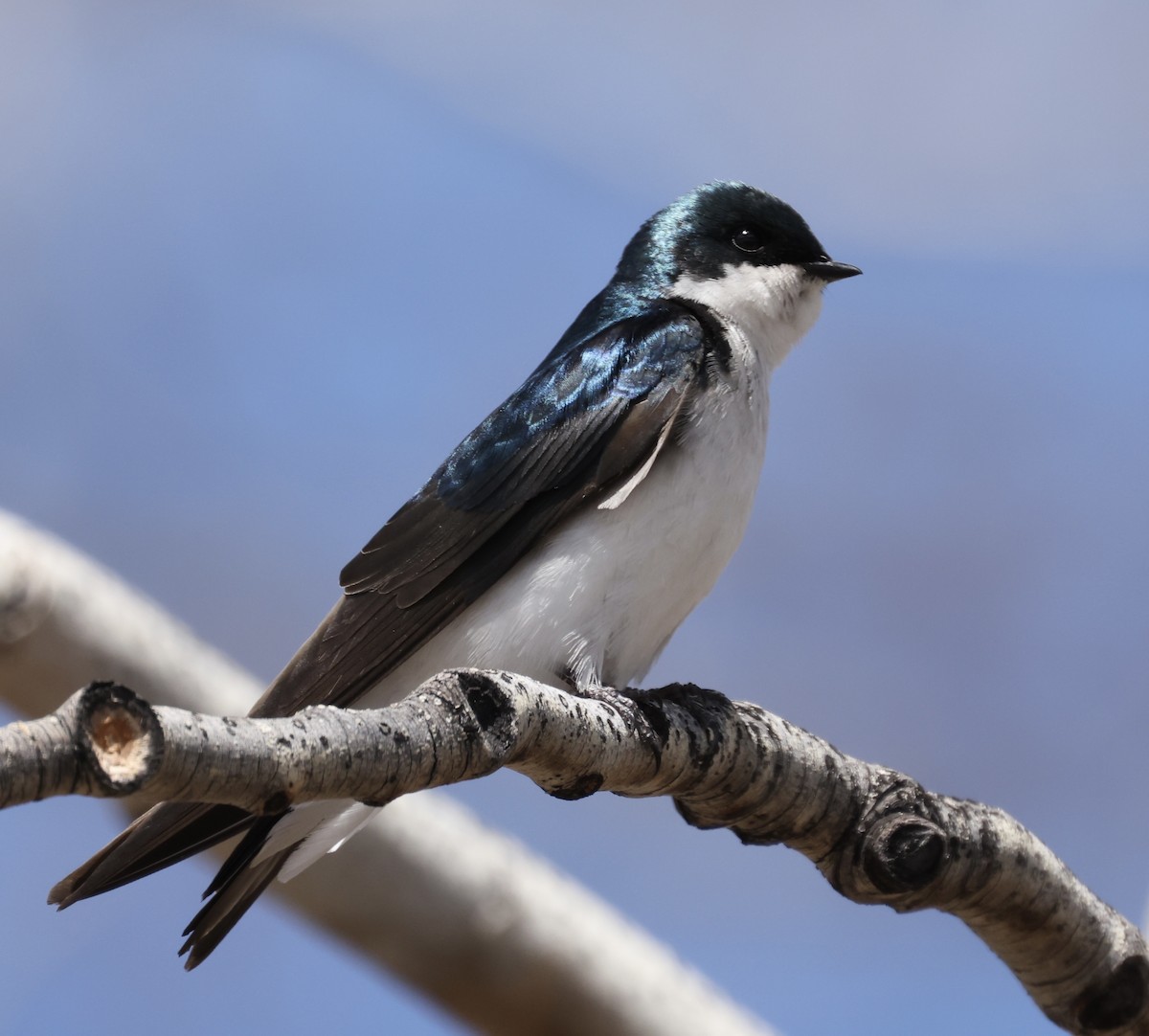 Tree Swallow - Patricia Barry