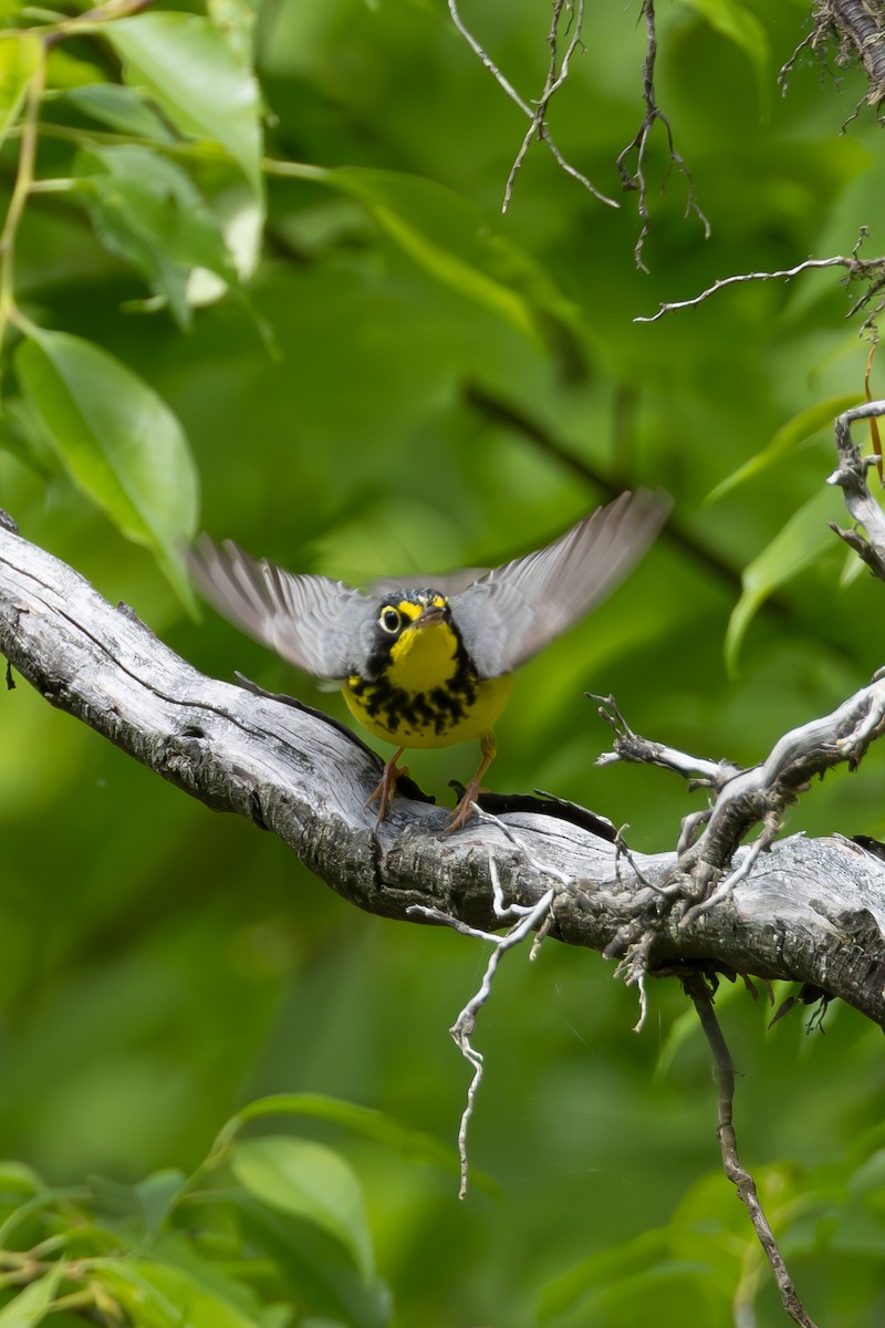 Canada Warbler - ML619319985