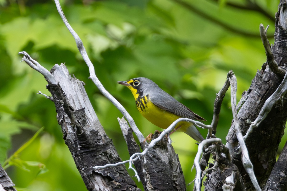 Canada Warbler - ML619319986