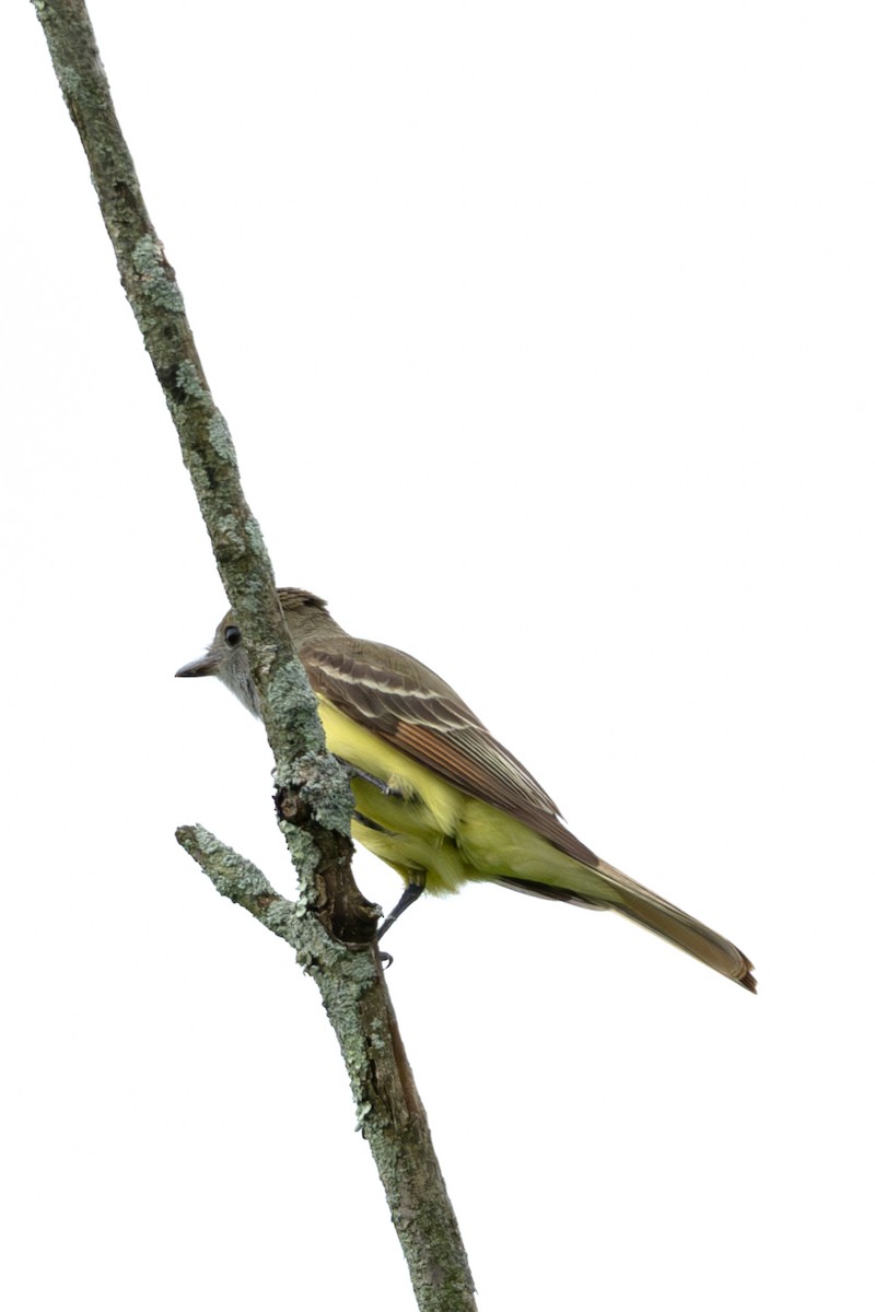 Great Crested Flycatcher - Jon Erickson