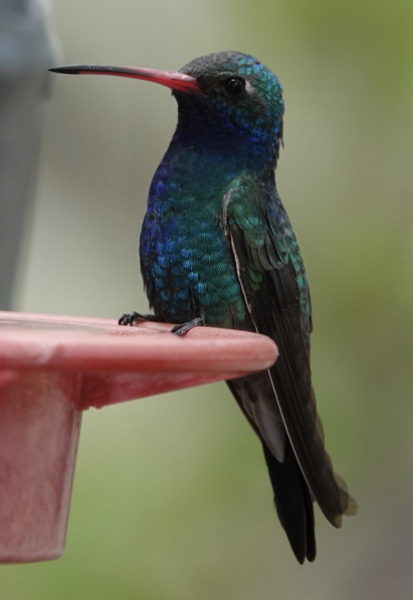 Broad-billed Hummingbird - Judith White