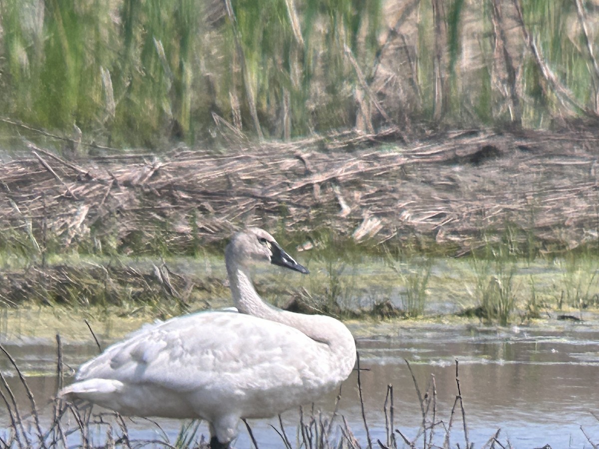 Tundra Swan - ML619319998