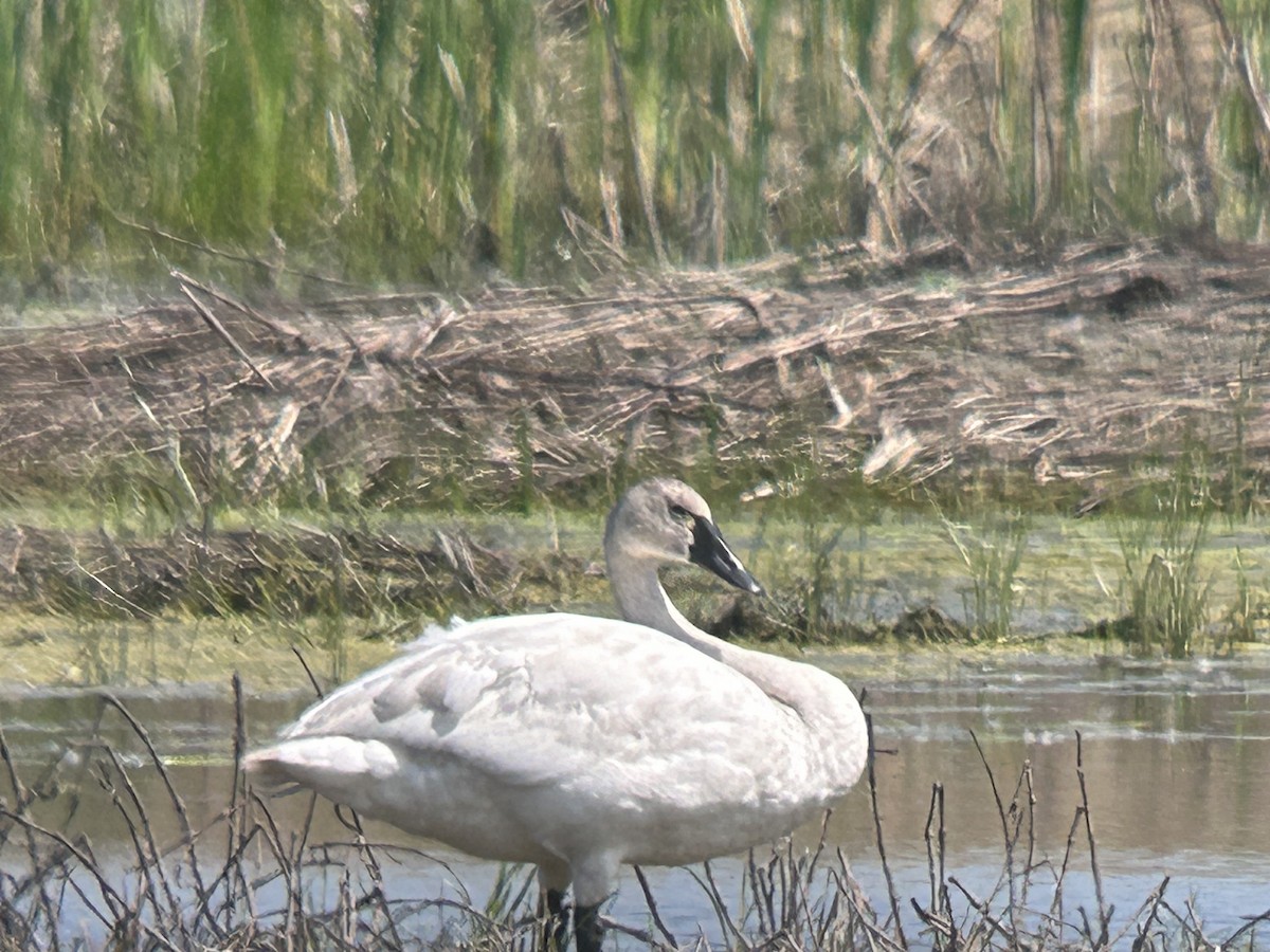 Tundra Swan - Chuck Estes