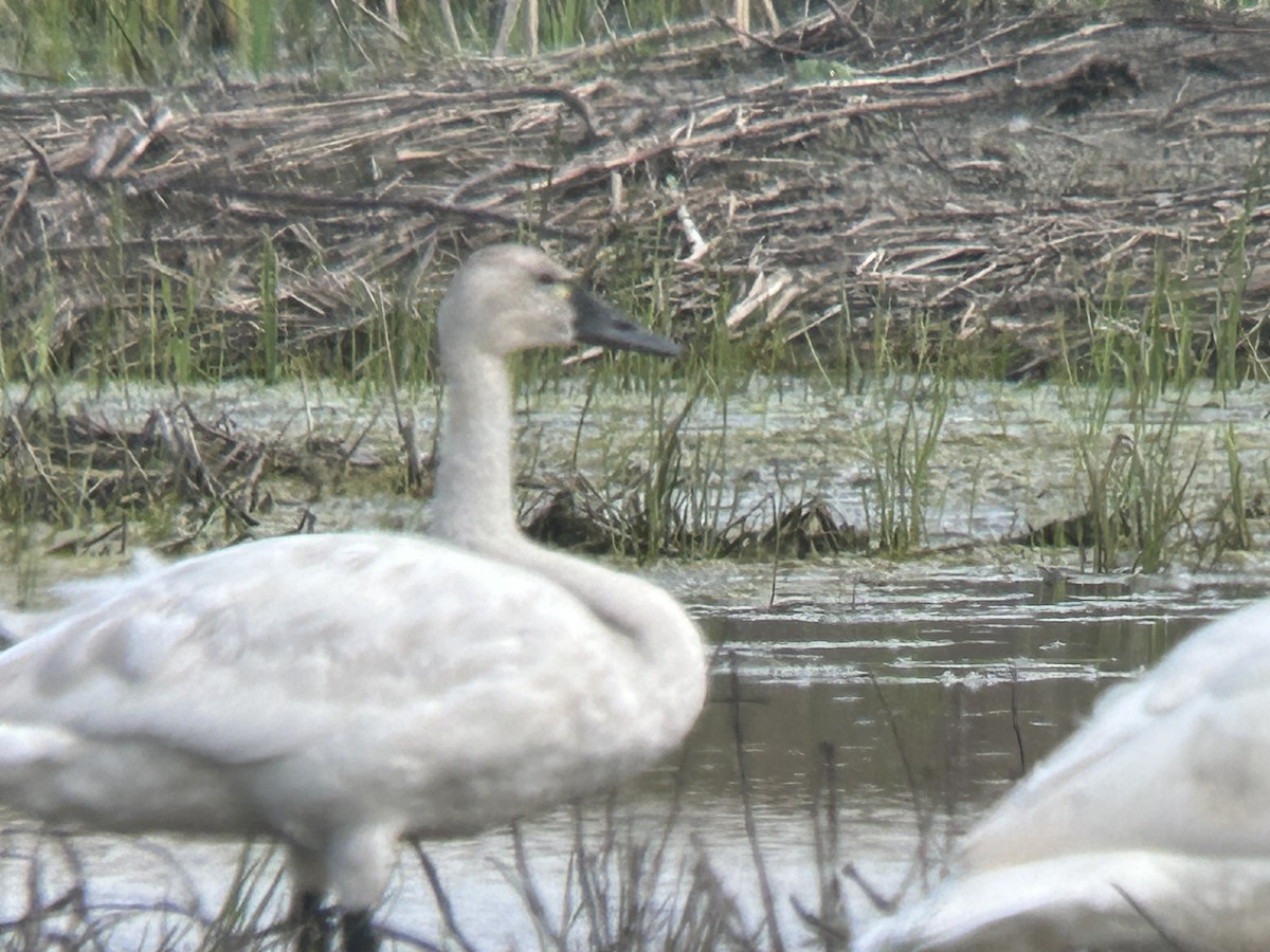 Tundra Swan - Chuck Estes