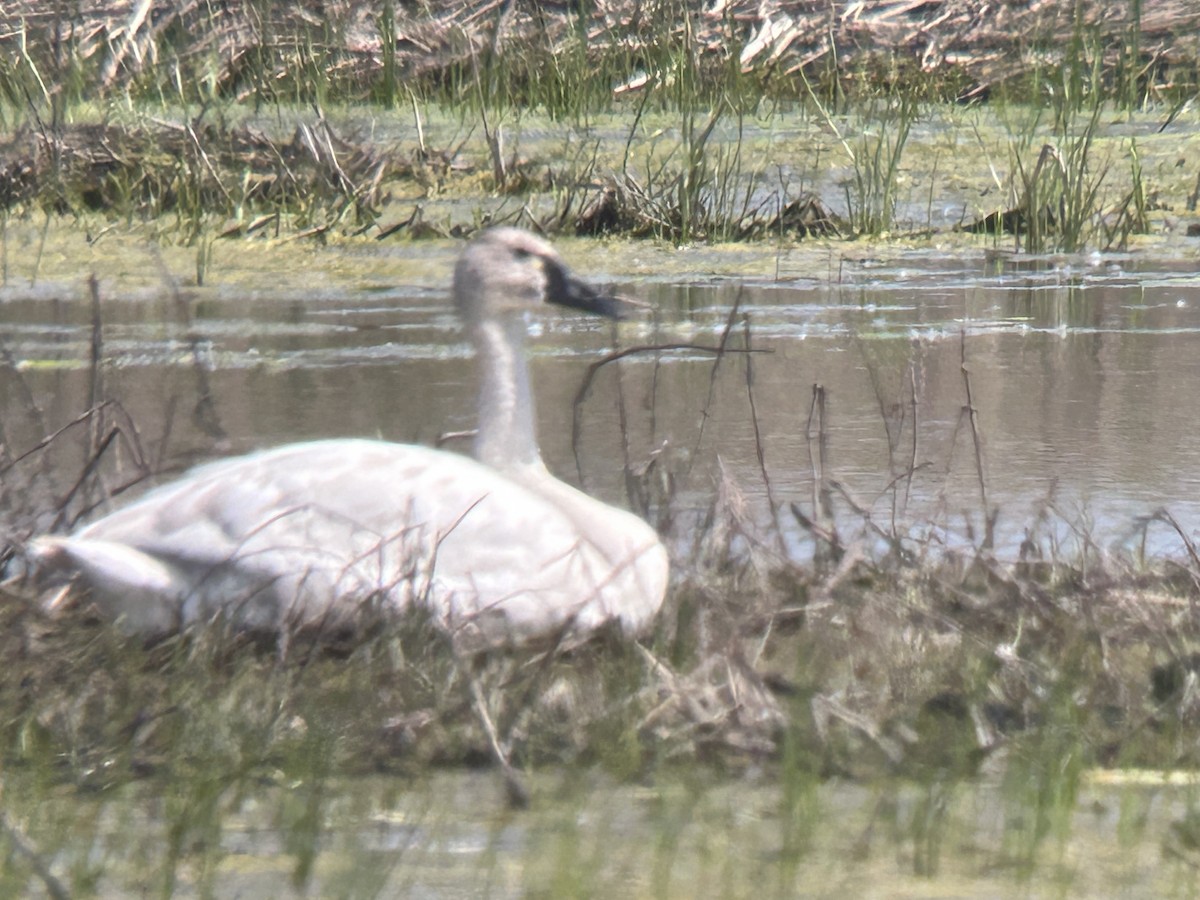 Tundra Swan - Chuck Estes