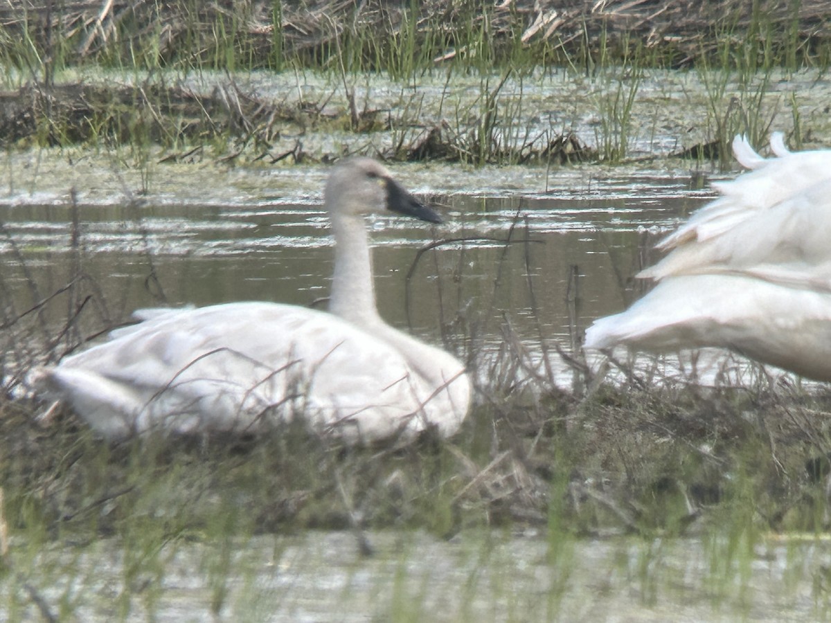 Tundra Swan - ML619320003