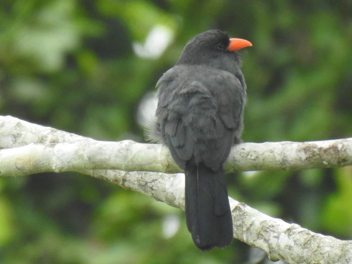 Black-fronted Nunbird - Justin Harris