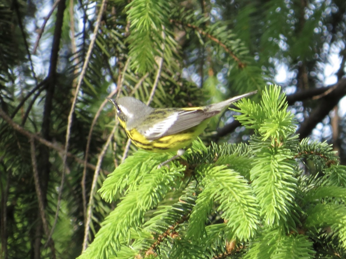 Magnolia Warbler - ML619320009