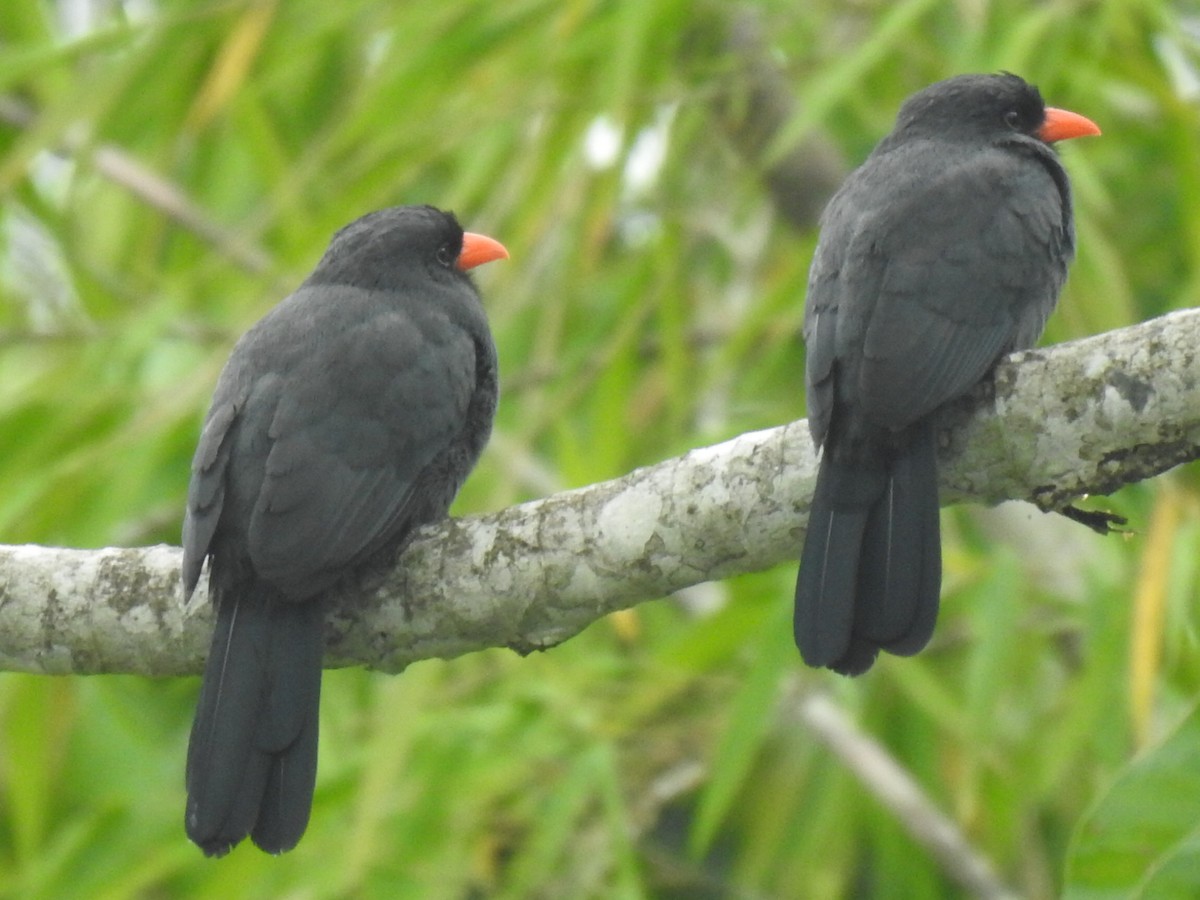 Black-fronted Nunbird - Justin Harris