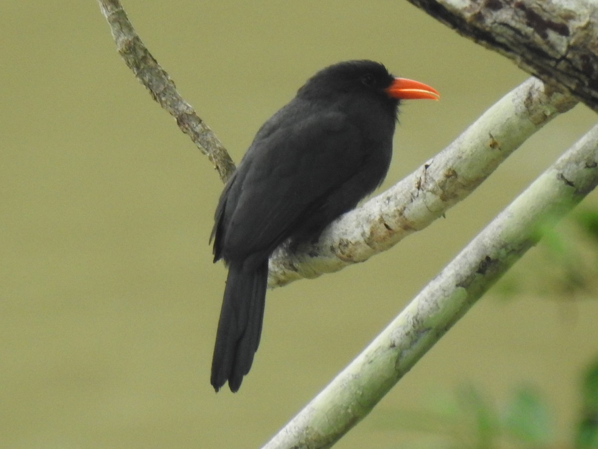 Black-fronted Nunbird - ML619320011