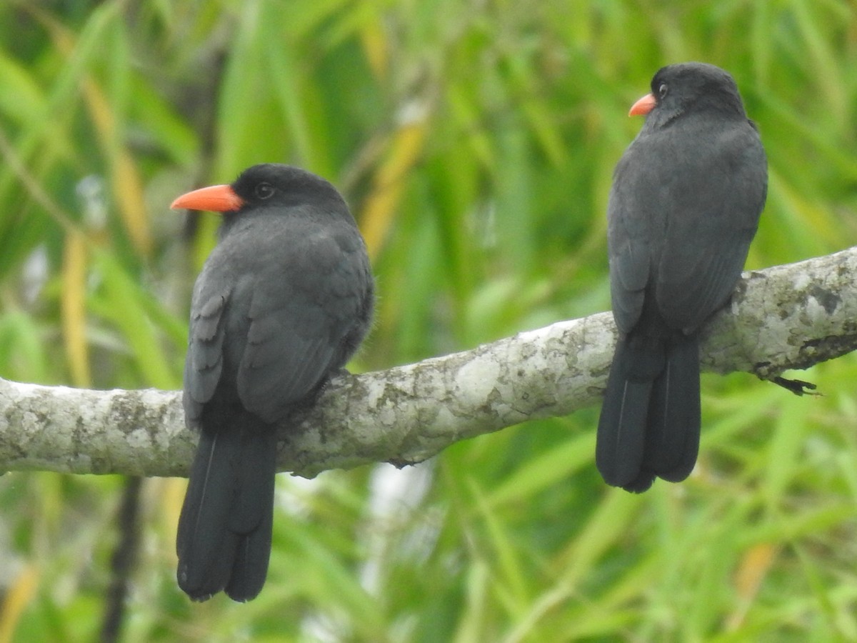 Black-fronted Nunbird - Justin Harris