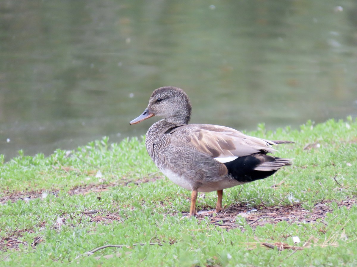 Gadwall - karen pinckard