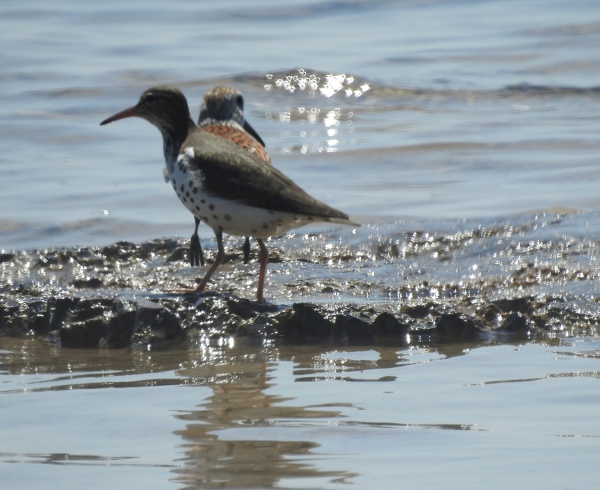 Spotted Sandpiper - ML619320028