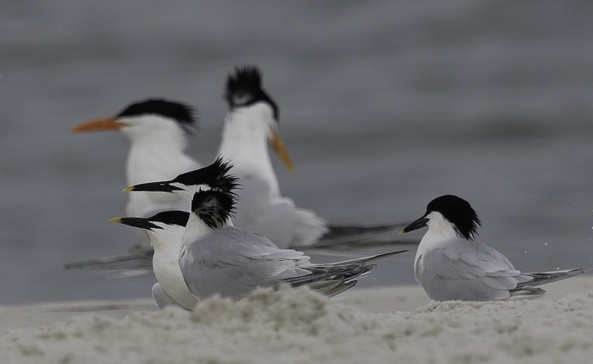 Sandwich Tern - David Muth