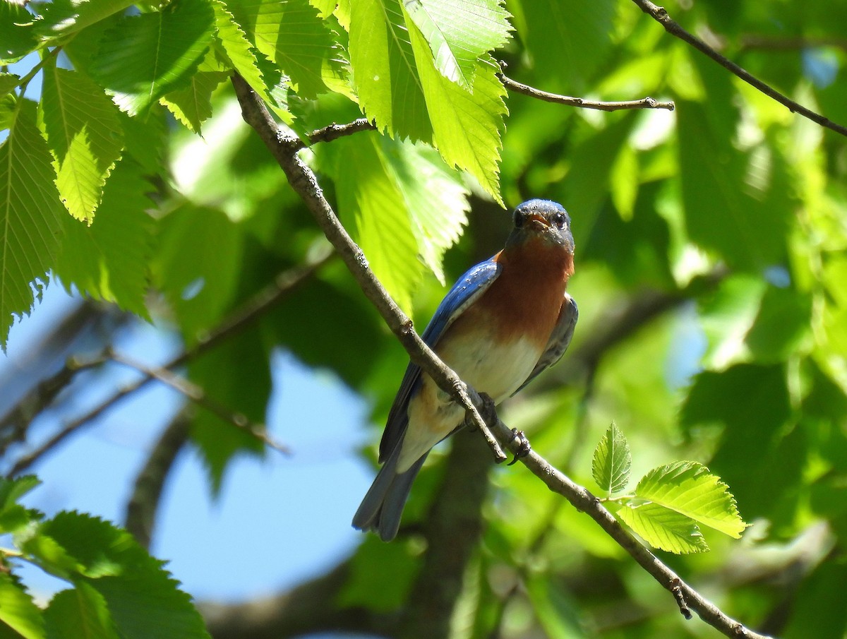 Eastern Bluebird - ML619320037