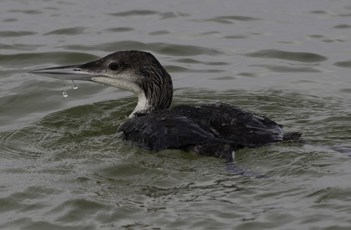 Common Loon - ML619320057