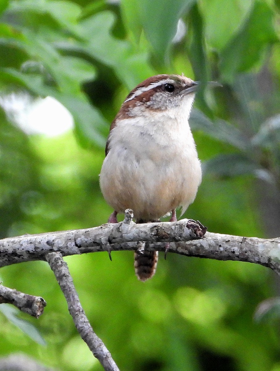 Carolina Wren - Jay Huner