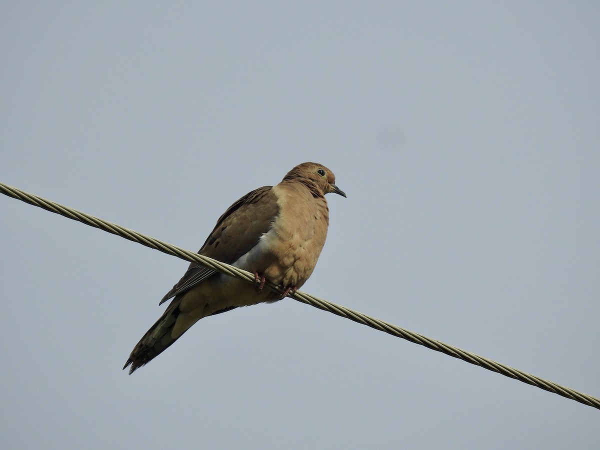 Mourning Dove - ML619320068