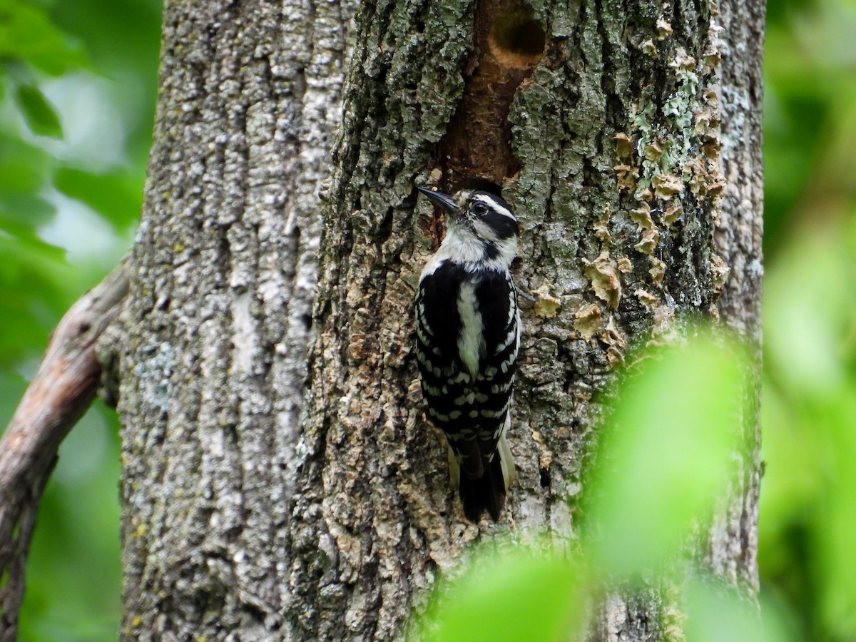 Downy Woodpecker - Jason Kline