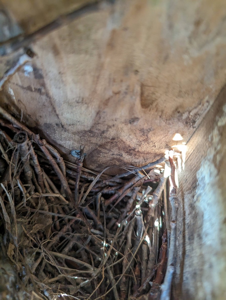 House Wren - Nita Hultstrom