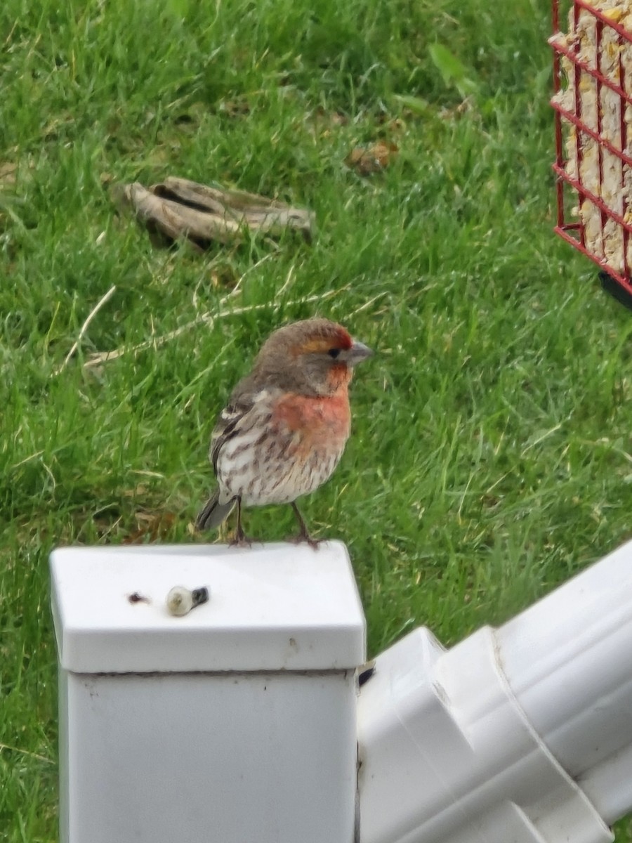 House Finch - ML619320099