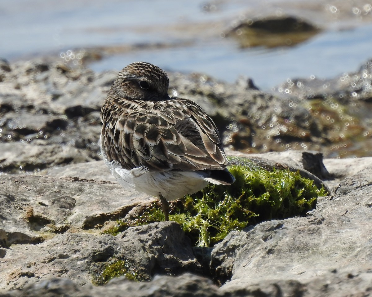 Least Sandpiper - Donna Johnston