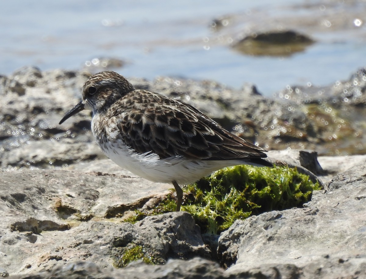 Least Sandpiper - Donna Johnston